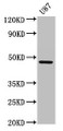 Western Blot, Positive WB detected in: U87 whole cell lysate, All lanes: SERPINA6 antibody at 2.7ug/ml, Secondary, Goat polyclonal to rabbit IgG at 1/50000 dilution, Predicted band size: 46 kDa, Observed band size: 46 kDa