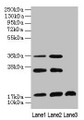 Western Blot, All lanes: SFT2D2 antibody at 8ug/ml, Lane 1: Mouse liver tissue, Lane 2: Mouse kidney tissue, Lane 3: Mouse thymus tissue, Secondary, Goat polyclonal to rabbit IgG at 1/10000 dilution, Predicted band size: 18 kDa, Observed band size: 18, 26, 36 kDa