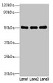 Western Blot, All lanes: SIGLEC6 antibody at 6ug/ml, Lane 1: Human high value serum, Lane 2: A549 whole cell lysate, Lane 3: Caco-2 whole cell lysate, Secondary, Goat polyclonal to rabbit IgG at 1/10000 dilution, Predicted band size: 50, 39, 49, 38, 43, 45 kDa, Observed band size: 50 kDa
