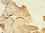 Immunohistochemistry of paraffin-embedded human placenta tissue using CAC13930 at dilution of 1:100