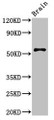 Western Blot, Positive WB detected in: Mouse brain tissue, All lanes: SRP54 antibody at 3ug/ml, Secondary, Goat polyclonal to rabbit IgG at 1/50000 dilution, Predicted band size: 56, 51 kDa, Observed band size: 56 kDa
