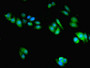 Immunofluorescent analysis of HepG2 cells using CAC13942 at dilution of 1:100 and Alexa Fluor 488-congugated AffiniPure Goat Anti-Rabbit IgG(H+L)