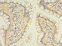 Immunohistochemistry of paraffin-embedded human small intestine tissue using CAC13948 at dilution of 1:100