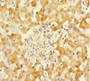 Immunohistochemistry of paraffin-embedded human liver tissue using CAC13949 at dilution of 1:100