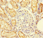 Immunohistochemistry of paraffin-embedded human kidney tissue using CAC13949 at dilution of 1:100