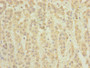 Immunohistochemistry of paraffin-embedded human adrenal gland tissue using CAC13954 at dilution of 1:100