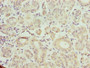 Immunohistochemistry of paraffin-embedded human salivary gland tissue using CAC13960 at dilution of 1:100