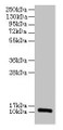 Western Blot, All lanes: RPLP1 antibody at 2ug/ml, Lane 1: EC109 whole cell lysate, Lane 2: 293T whole cell lysate, Secondary, Goat polyclonal to rabbit IgG at 1/15000 dilution, Predicted band size: 12, 9 kDa, Observed band size: 12 kDa