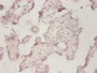 Immunohistochemistry of paraffin-embedded human placenta tissue using CAC13961 at dilution of 1:50