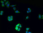 Immunofluorescent analysis of PC-3 cells using CAC13965 at dilution of 1:100 and Alexa Fluor 488-congugated AffiniPure Goat Anti-Rabbit IgG(H+L)