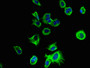 Immunofluorescent analysis of MCF-7 cells using CAC13967 at dilution of 1:100 and Alexa Fluor 488-congugated AffiniPure Goat Anti-Rabbit IgG(H+L)
