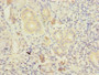 Immunohistochemistry of paraffin-embedded human pancreatic tissue using CAC13970 at dilution of 1:100