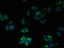 Immunofluorescent analysis of HepG2 cells using CAC13970 at dilution of 1:100 and Alexa Fluor 488-congugated AffiniPure Goat Anti-Rabbit IgG(H+L)