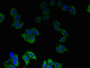 Immunofluorescent analysis of LO2 cells using CAC13971 at dilution of 1:100 and Alexa Fluor 488-congugated AffiniPure Goat Anti-Rabbit IgG(H+L)