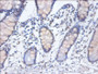 Immunohistochemistry of paraffin-embedded human small intestine tissue using CAC13988 at dilution of 1:100