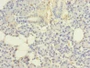 Immunohistochemistry of paraffin-embedded human pancreatic tissue using CAC13989 at dilution of 1:100