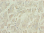 Immunohistochemistry of paraffin-embedded human heart tissue using CAC13990 at dilution of 1:100