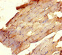 Immunohistochemistry of paraffin-embedded human skeletal muscle tissue using CAC13993 at dilution of 1:100