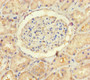Immunohistochemistry of paraffin-embedded human kidney tissue using CAC13994 at dilution of 1:100