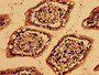 Immunohistochemistry of paraffin-embedded human small intestine tissue using CAC13995 at dilution of 1:100