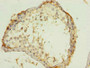 Immunohistochemistry of paraffin-embedded human testis tissue using CAC13999 at dilution of 1:100