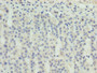 Immunohistochemistry of paraffin-embedded human adrenal gland tissue using CAC14008 at dilution of 1:100