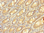 Immunohistochemistry of paraffin-embedded human small intestine tissue using CAC14015 at dilution of 1:100