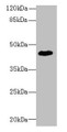 Western Blot, All lanes: ZNF670 antibody at 5ug/ml + HepG2 whole cell lysate, Secondary, Goat polyclonal to rabbit IgG at 1/10000 dilution, Predicted band size: 45 kDa, Observed band size: 45 kDa