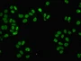 Immunofluorescent analysis of HepG2 cells using CAC14024 at dilution of 1:100 and Alexa Fluor 488-congugated AffiniPure Goat Anti-Rabbit IgG(H+L)