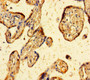 Immunohistochemistry of paraffin-embedded human placenta tissue using CAC14027 at dilution of 1:100