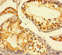 Immunohistochemistry of paraffin-embedded human testis tissue using CAC14029 at dilution of 1:100