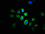 Immunofluorescence staining of A549 cells with CAC14032 at 1:166, counter-stained with DAPI. The cells were fixed in 4% formaldehyde, permeabilized using 0.2% Triton X-100 and blocked in 10% normal Goat Serum. The cells were then incubated with the antibody overnight at 4°C. The secondary antibody was Alexa Fluor 488-congugated AffiniPure Goat Anti-Rabbit IgG(H+L).