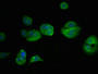 Immunofluorescent analysis of MCF-7 cells using CAC14035 at dilution of 1:100 and Alexa Fluor 488-congugated AffiniPure Goat Anti-Rabbit IgG(H+L)