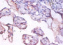 Immunohistochemistry of paraffin-embedded human placenta tissue using CAC14036 at dilution of 1:100