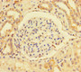 Immunohistochemistry of paraffin-embedded human kidney tissue using CAC14038 at dilution of 1:100 Immunohistochemistry of paraffin-embedded human kidney tissue using CAC14038 at dilution of 1:100