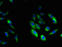 Immunofluorescent analysis of Hela cells using CAC14042 at dilution of 1:100 and Alexa Fluor 488-congugated AffiniPure Goat Anti-Rabbit IgG(H+L)