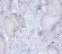 Immunohistochemistry of paraffin-embedded human prostate tissue using CAC14055 at dilution of 1:100