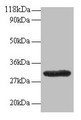 Western Blot, All lanes: GPR161 antibody at 2ug/ml + EC109 whole cell lysate, Secondary, Goat polyclonal to rabbit IgG at 1/15000 dilution, Predicted band size: 59, 46, 44, 50, 47, 61 kDa, Observed band size: 30 kDa