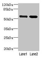 Western Blot, All lanes: EFCAB14 antibody at 4ug/ml, Lane 1: Colo320 whole cell lysate, Lane 2: Hela whole cell lysate, Secondary, Goat polyclonal to rabbit IgG at 1/10000 dilution, Predicted band size: 56 kDa, Observed band size: 56 kDa