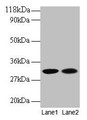 Western Blot, All lanes: MRPL9 antibody at 2ug/ml, Lane 1: EC109 whole cell lysate, Lane 2: 293T whole cell lysate, Secondary, Goat polyclonal to rabbit IgG at 1/15000 dilution, Predicted band size: 31 kDa, Observed band size: 31 kDa