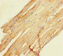 Immunohistochemistry of paraffin-embedded human skeletal muscle tissue using CAC14072 at dilution of 1:100