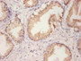 Immunohistochemistry of paraffin-embedded human prostate tissue using CAC14075 at dilution of 1:100