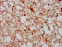 IHC image of CAC14077 diluted at 1:800 and staining in paraffin-embedded human brain tissue performed on a Leica BondTM system. After dewaxing and hydration, antigen retrieval was mediated by high pressure in a citrate buffer (pH 6.0). Section was blocked with 10% normal goat serum 30min at RT. Then primary antibody (1% BSA) was incubated at 4°C overnight. The primary is detected by a biotinylated secondary antibody and visualized using an HRP conjugated SP system.