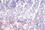Immunohistochemistry of paraffin-embedded human spleen tissue using CAC14079 at dilution of 1:100