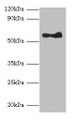 Western Blot, All lanes: ANGPT1 antibody at 2ug/ml + A549 whole cell lysate, Secondary, Goat polyclonal to rabbit lgG at 1/10000 dilution, Predicted bands size: 58 kDa, Observed bands size: 58 kDa