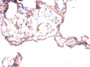 Immunohistochemistry of paraffin-embedded human placenta tissue using CAC14081 at dilution of 1:50