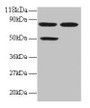 Western Blot, All lanes: CCL22 antibody at 2ug/ml, Lane 1: 293T whole cell lysate, Lane 2: EC109 whole cell lysate, Secondary, Goat polyclonal to rabbit IgG at 1/15000 dilution, Predicted band size: 11 kDa, Observed band size: 50, 80 kDa
