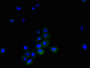 Immunofluorescent analysis of A431 cells using CAC14093 at dilution of 1:100 and Alexa Fluor 488-congugated AffiniPure Goat Anti-Rabbit IgG(H+L)