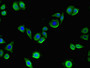 Immunofluorescent analysis of PC-3 cells using CAC14097 at dilution of 1:100 and Alexa Fluor 488-congugated AffiniPure Goat Anti-Rabbit IgG(H+L)