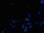 Immunofluorescent analysis of Hela cells using CAC14099 at dilution of 1:100 and Alexa Fluor 488-congugated AffiniPure Goat Anti-Rabbit IgG(H+L)
